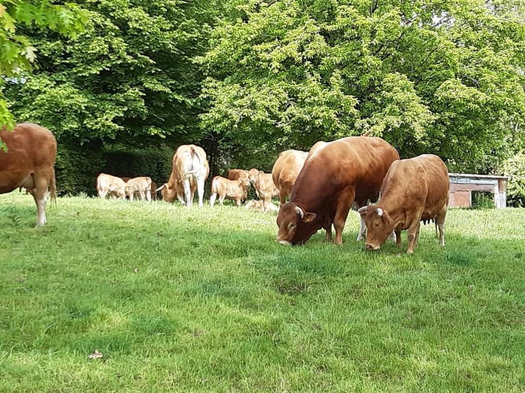 Au Bocage Parfume Gite La Cigaline Wirwignes Eksteriør billede