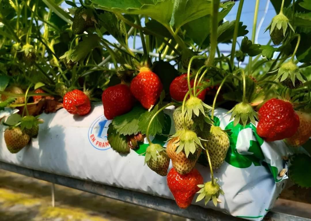 Au Bocage Parfume Gite La Cigaline Wirwignes Eksteriør billede
